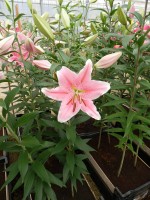 [4197 Sorbonne TL No01.JPG]